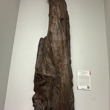 Australian Beefwood